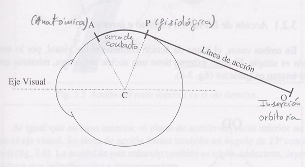 dinamica_44.gif